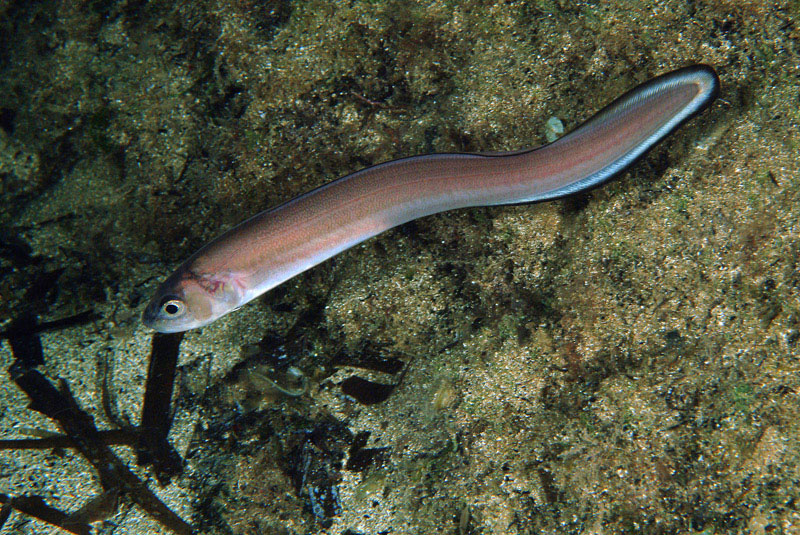 Ophidion barbatum